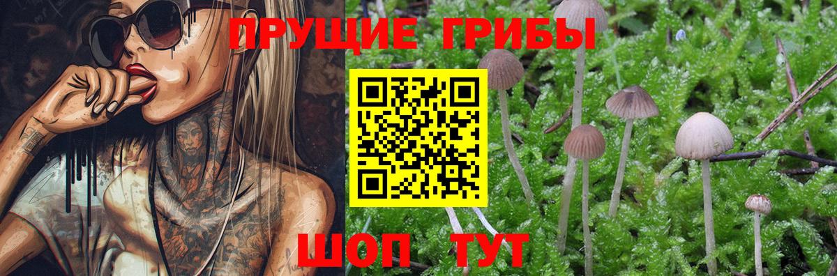 Псилоцибиновые грибы Psilocybine cubensis Астрахань